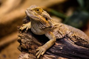 クロックスの臭いを解消するための効果的な対策は？