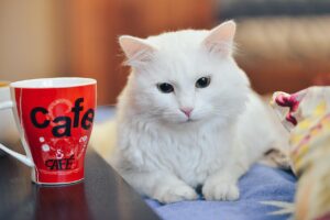 飲み会で気になる足の臭い対策は？